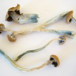 Picture of wrinkly dried mushrooms with brown caps, white stems, and blue splotches